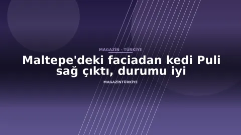 Maltepe'deki faciadan kedi Puli sağ çıktı, durumu iyi