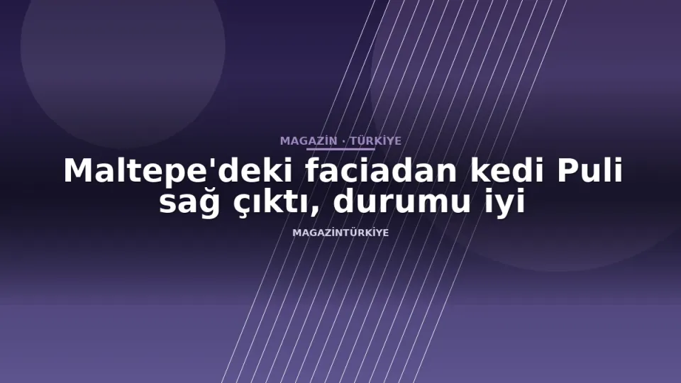 Maltepe'deki faciadan kedi Puli sağ çıktı, durumu iyi